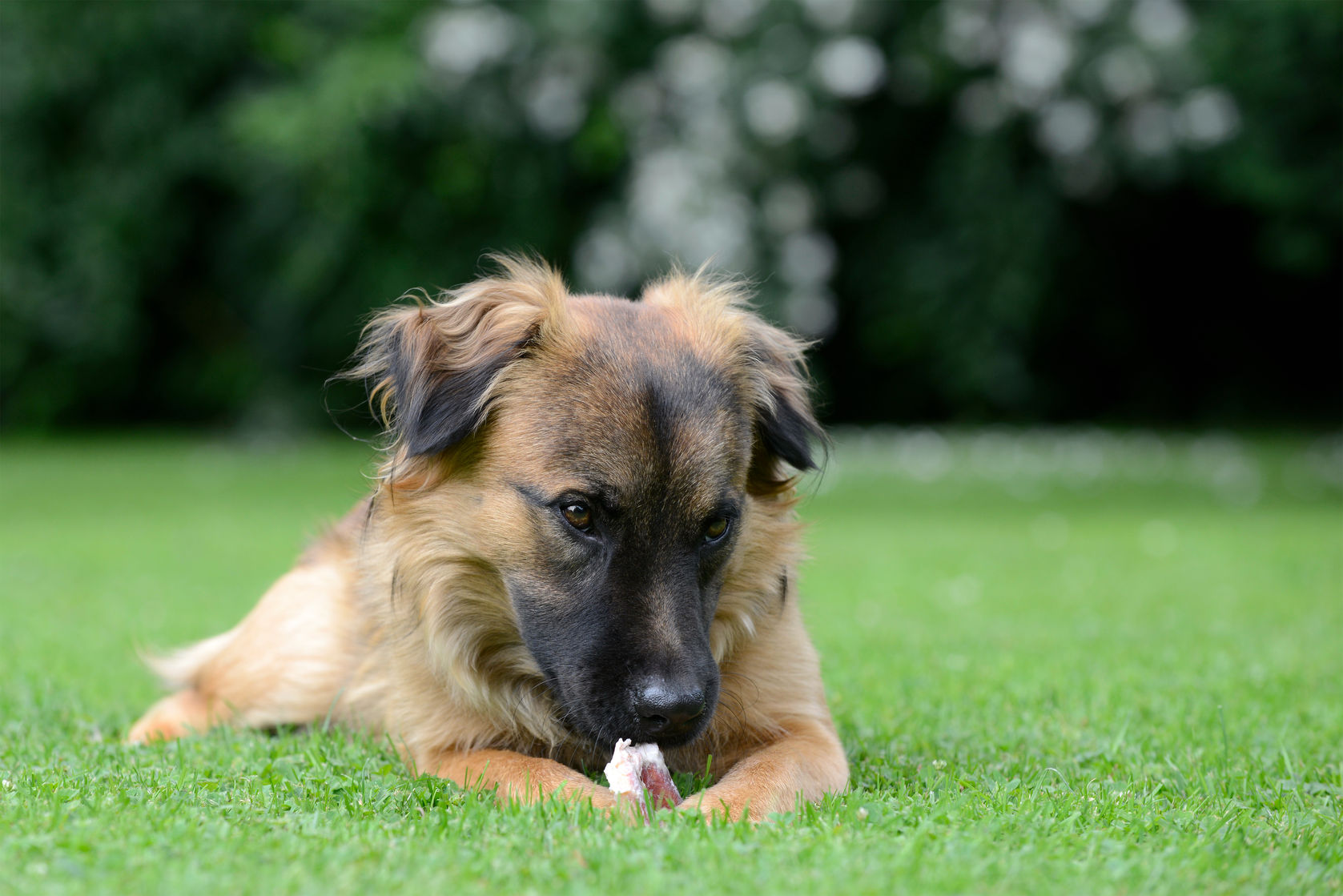 26348659 - dog eats bones on the meadow