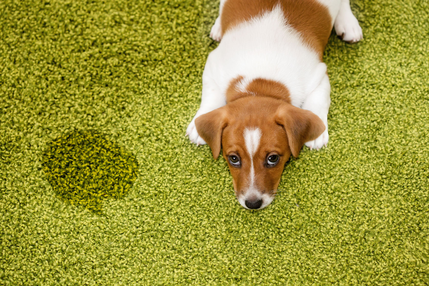 fake grass for dogs